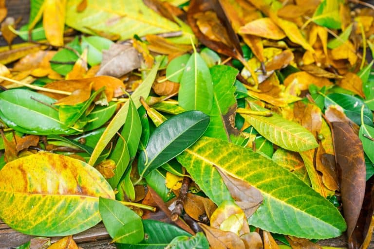 fallen leaves
