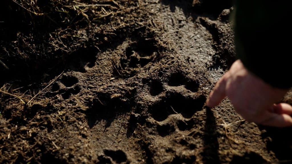 ∏ Loup y es tu ALIGAL 02