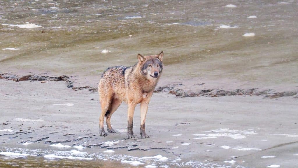 ∏ Loup y es tu ALIGAL 05 copie